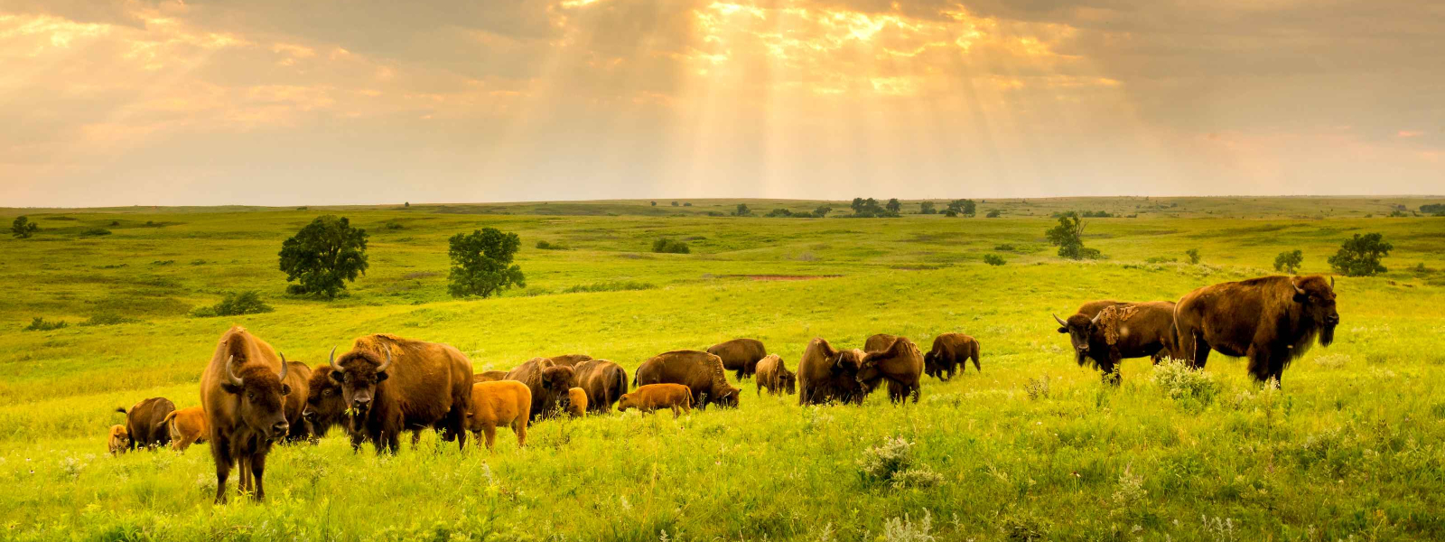 Clean Meat, Wild Roots