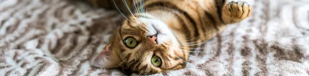 Compassion Meets Commerce